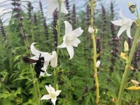 Campanula pyramidalis var. alba