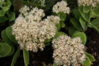 Sedum spectabile Iceberg