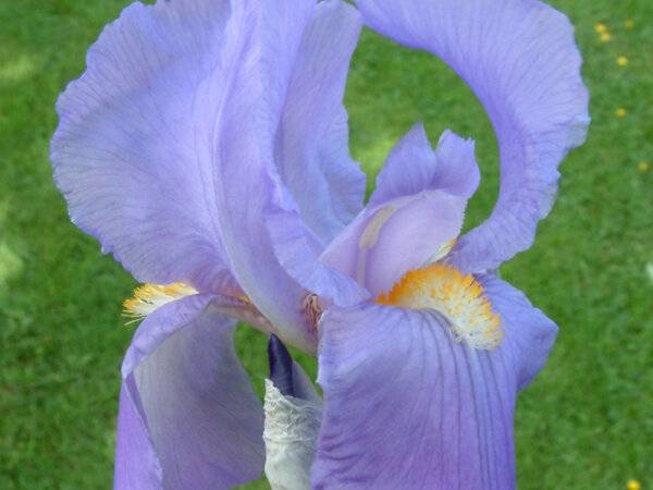Iris barbata-media Bedtime Story P1