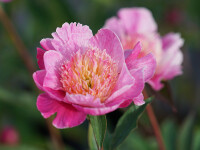 Paeonia lactiflora Le Charme (Solitär) KEIN VERSAND