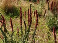 Echium amoenum Red Feathers