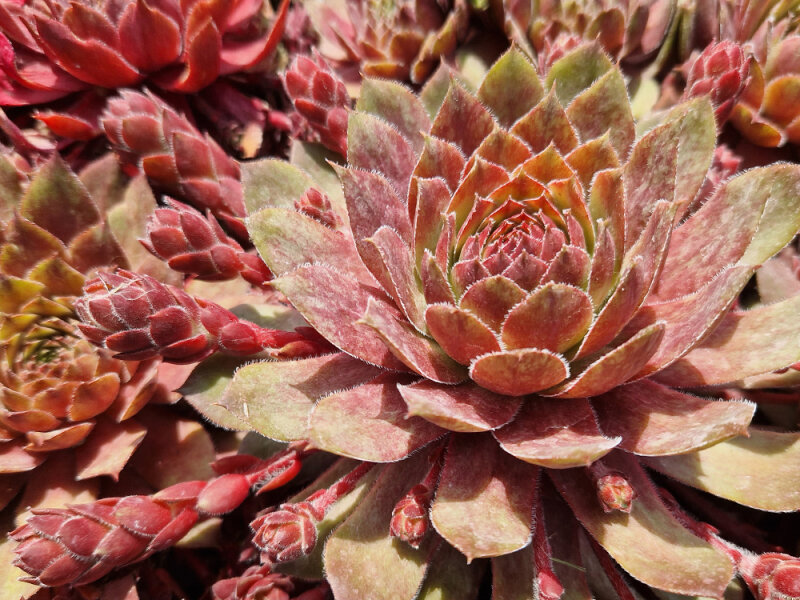 Sempervivum Granat