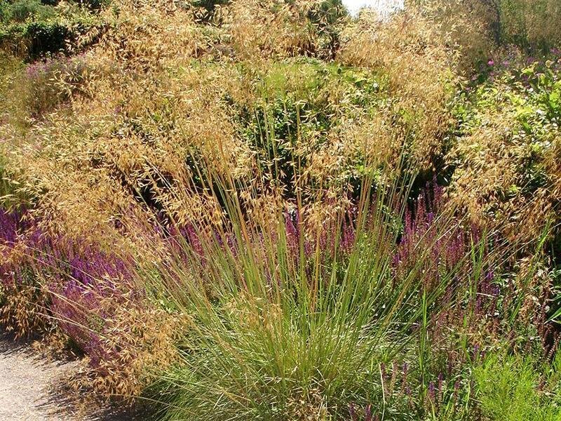 Stipa gigantea Alberich P1