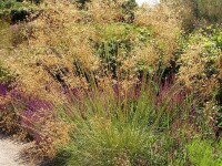 Stipa gigantea Alberich