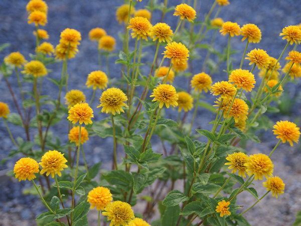 Heliopsis helianthoides var. scabra Asahi