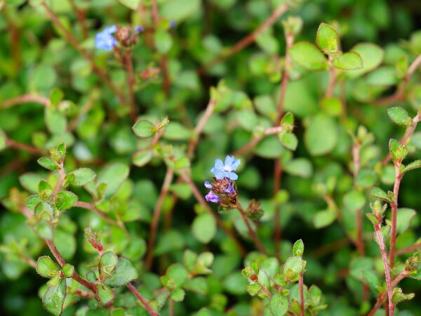 Ceratostigma griffithii