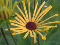 Rudbeckia subtomentosa Henry Eilers