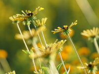 Rudbeckia subtomentosa Henry Eilers
