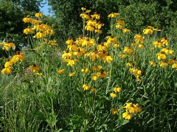 Rudbeckia nitida Juligold