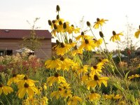 Rudbeckia nitida Juligold