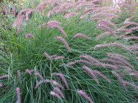 Pennisetum orientale Karley Rose P1