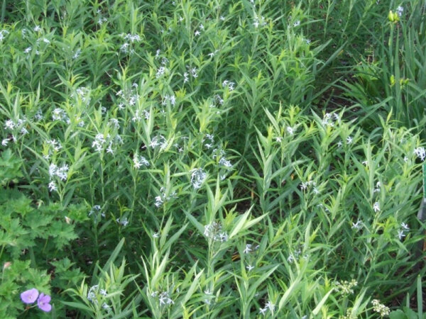 Amsonia illustris c.f.