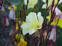 Oenothera odorata Sulphurea