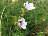 Erodium guttatum