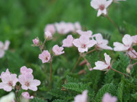 Erodium absinthoides var. amanum