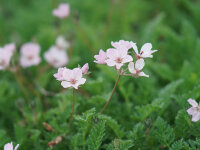 Erodium absinthoides var. amanum
