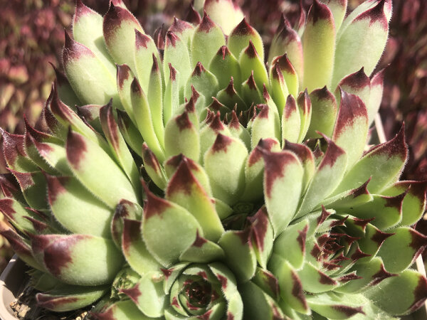 Sempervivum calcareum