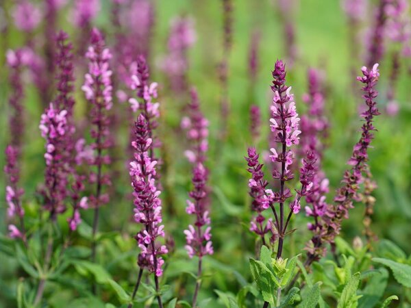 Salvia nemorosa Caradonna Pink®