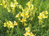 Linaria vulgaris