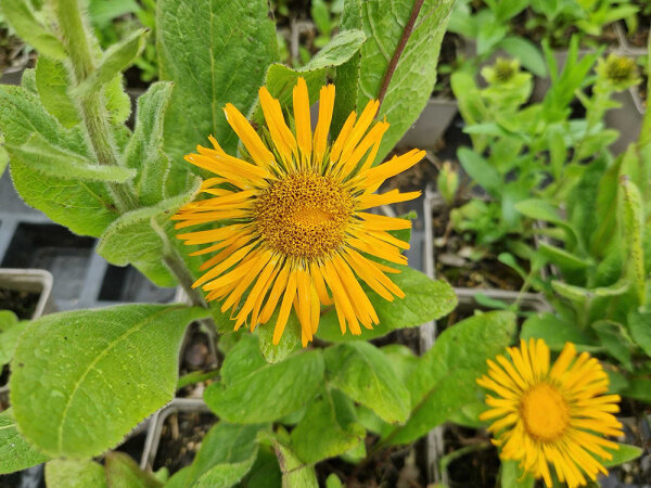 Inula orientalis f. grandiflora