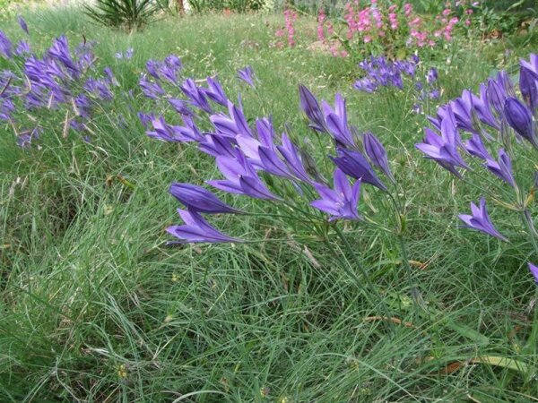 Triteleia laxa Königin Fabiola (25 Stk.)