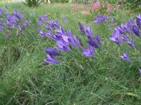 Triteleia laxa Königin Fabiola (25 Stk.)