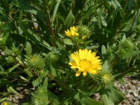 Grindelia robusta