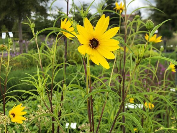 Helianthus salicifolius var. orgyalis