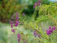 Vernonia missurica