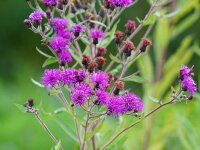 Vernonia missurica