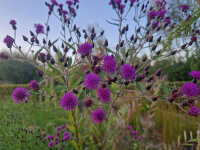 Vernonia missurica