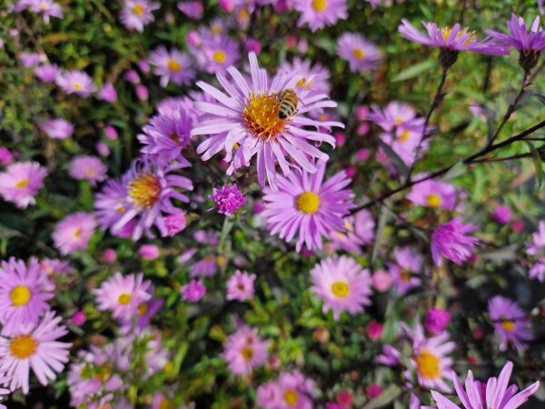 Aster (Symphyotrichum) laevis Glow in the Dark