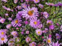 Aster (Symphyotrichum) laevis Glow in the Dark