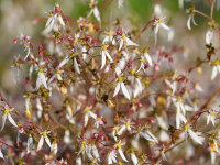 Saxifraga stolonifera East Ruston Form
