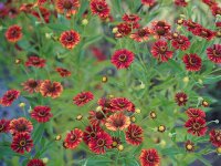 Helenium Hybr. Runder August