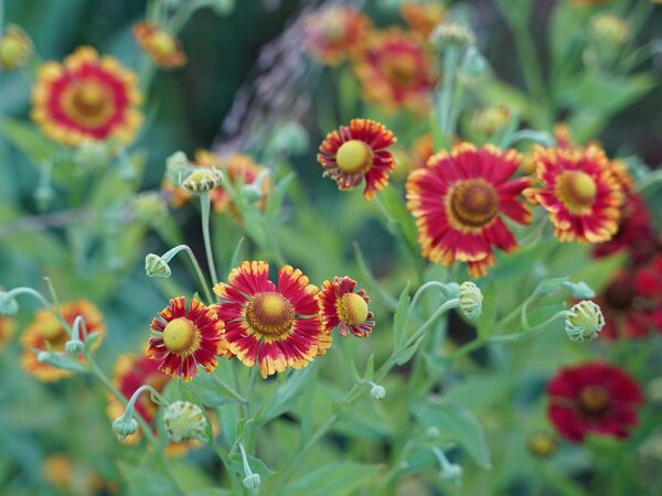 Helenium Hybr. Goldrand