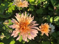 Chrysanthemum (Rubellum-Gruppe) Apricot