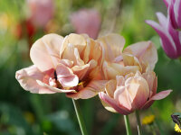 Tulipa Copper Image (5 Stk.)