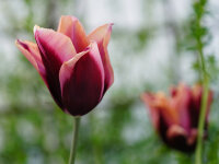 Tulipa Slawa (5 Stk.)