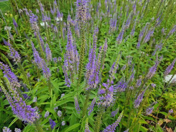 Veronica longifolia ssp. longifolia
