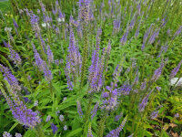 Veronica longifolia ssp. longifolia