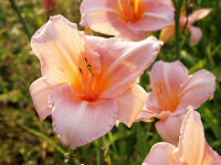 Hemerocallis Hybr. Princeton Silky