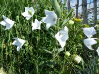 Platycodon grandiflorum f. album