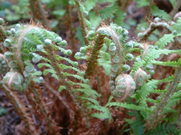 Polystichum setiferum