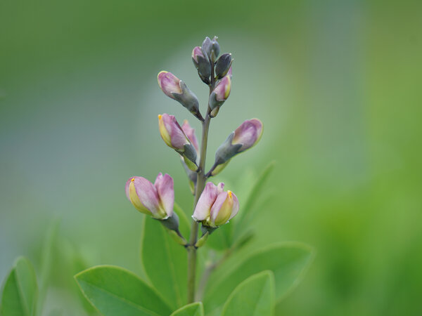 Baptisia DECADENCE® Pink Truffles