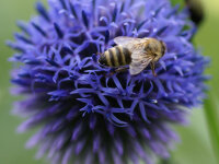 Echinops ritro Veitch´s Blue P1