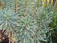 Euphorbia characias Silver Edge