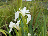 Iris pseudacorus Creme de la Creme