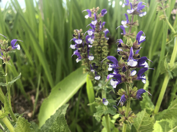 Salvia pratensis Color Spires® Azure Snow