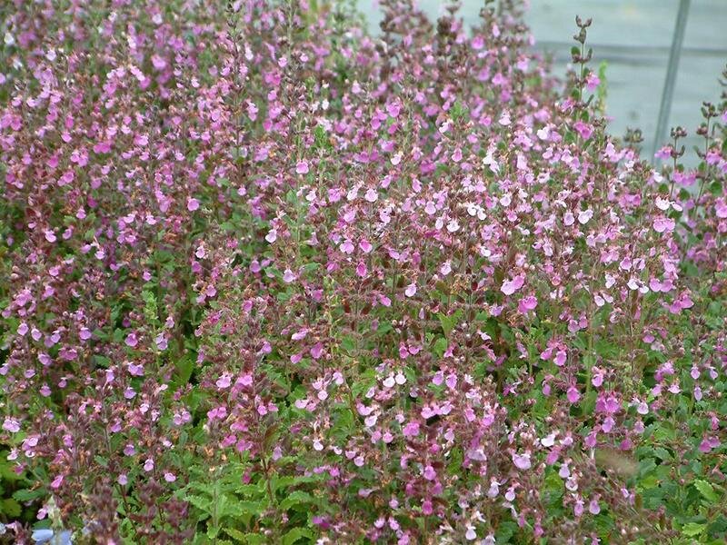Teucrium chamaedrys Nanum